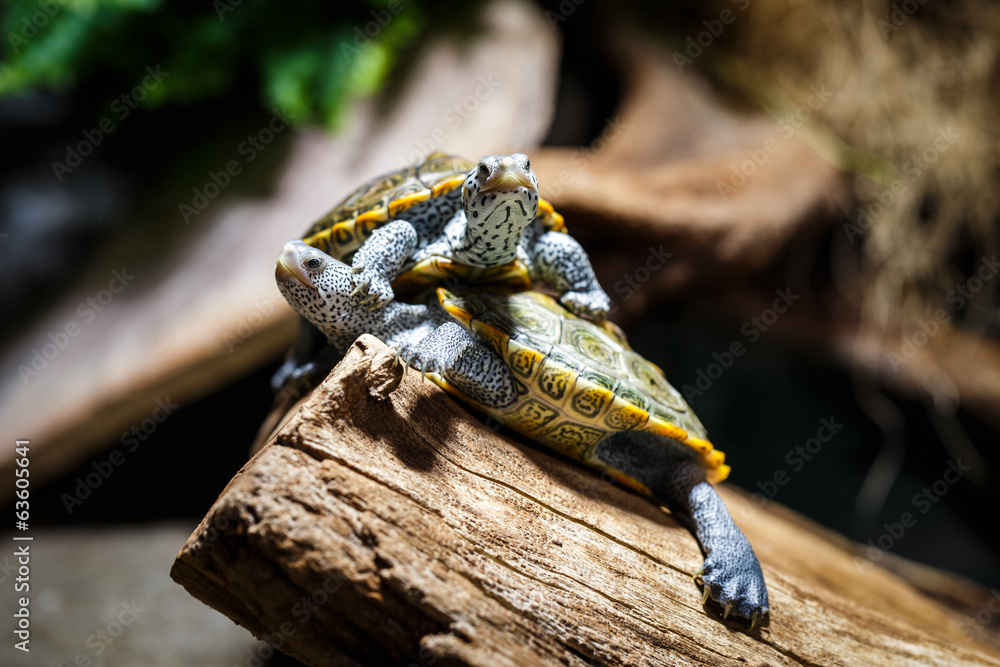 Fototapeta premium Two Water Turtles out of Water, Aquarium, Malaclemys terrapin