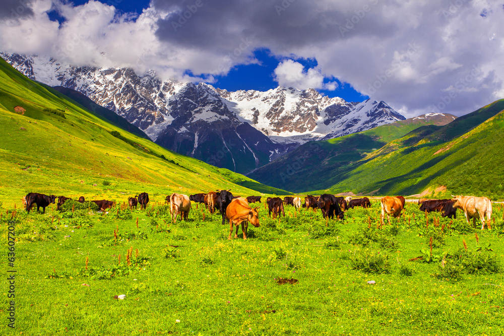 Fototapeta premium Cattle on a mountain pasture.