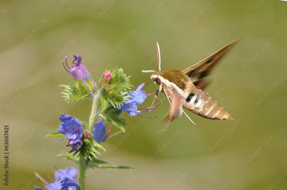 Naklejka premium Spurge Hawk, Hyles Euphorbiae