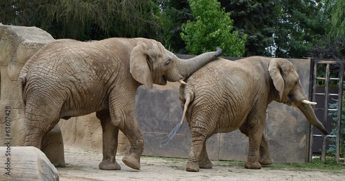 Two elephant