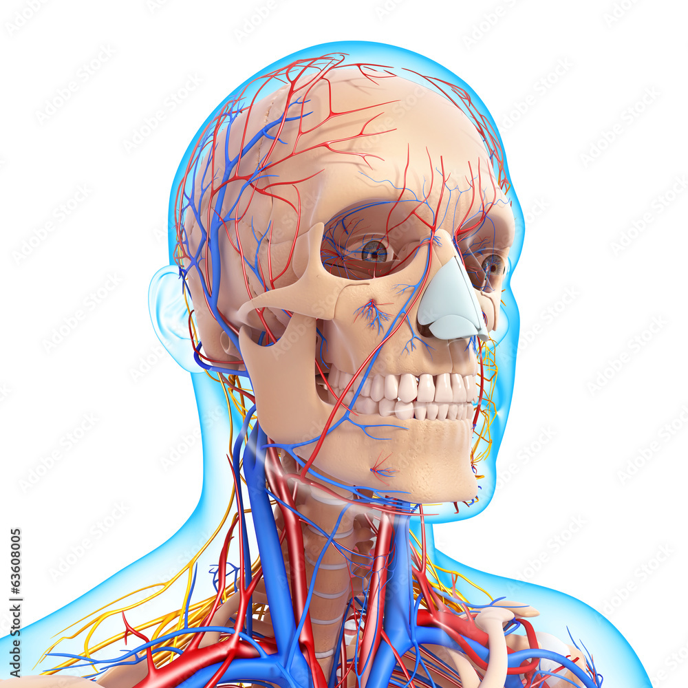 Anatomy of circulatory system and nervous system Stock Illustration ...