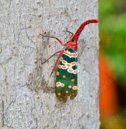 lanternfly, the insect on the lychee tree photo