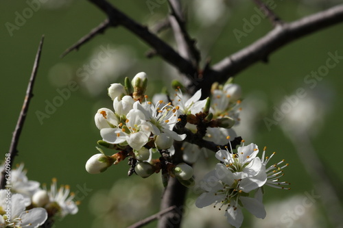 Fotografie Epine noire ou prunelier (prunus spinosa)