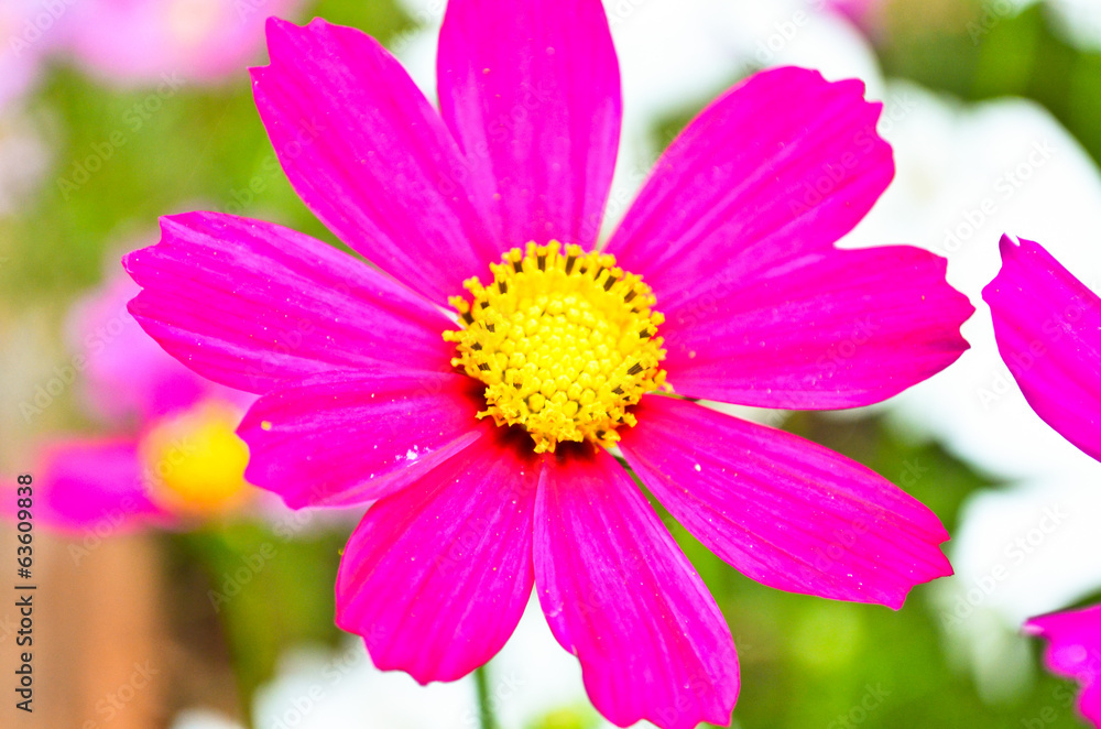 Blossom flower in a beautiful day Blossom flower in a beautiful day
