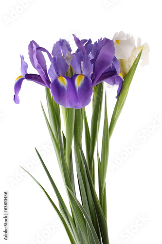 Blue and white irises
