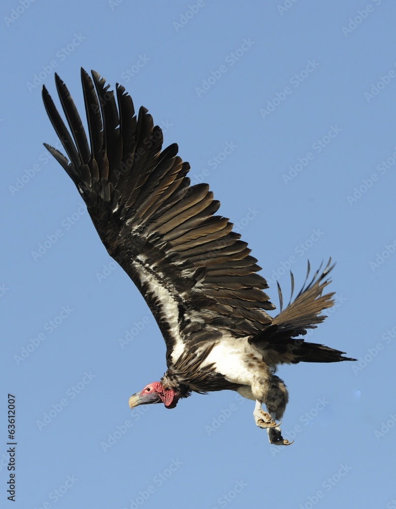 Obraz premium Lappet-faced Vulture (Torgos tracheliotus) in flight