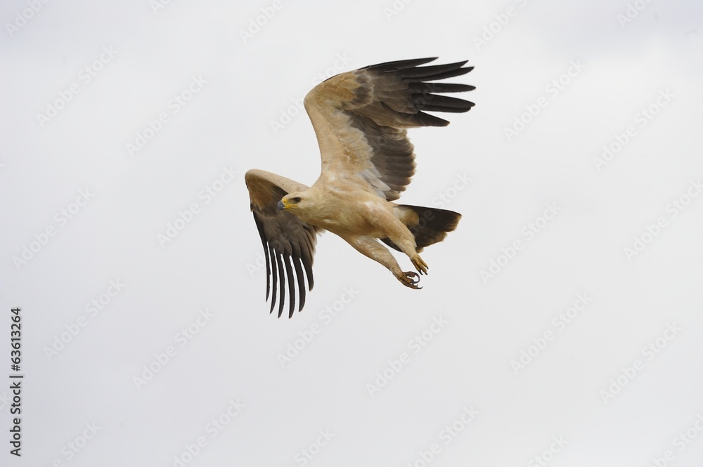 Obraz premium Tawny Eagle (Aquila rapex) in Flight, Kgalagadi Transfrontier Pk