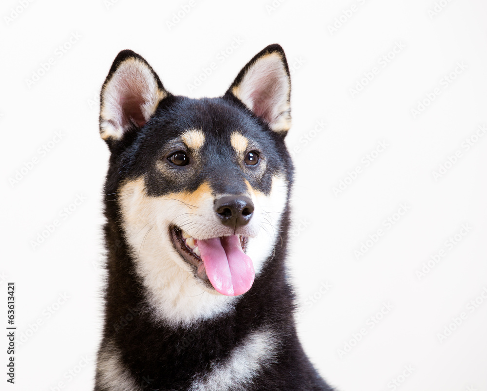 Black shiba smile