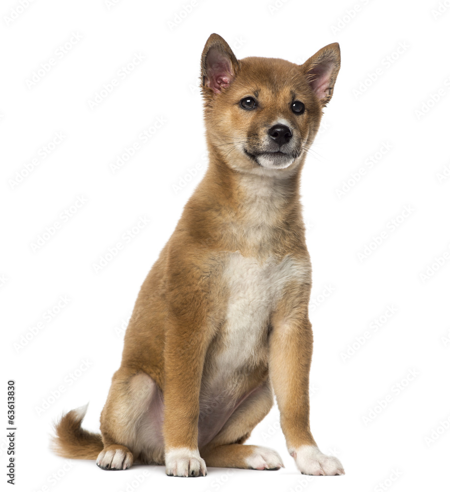 Shiba Inu puppy sitting (3 months old), isolated on white