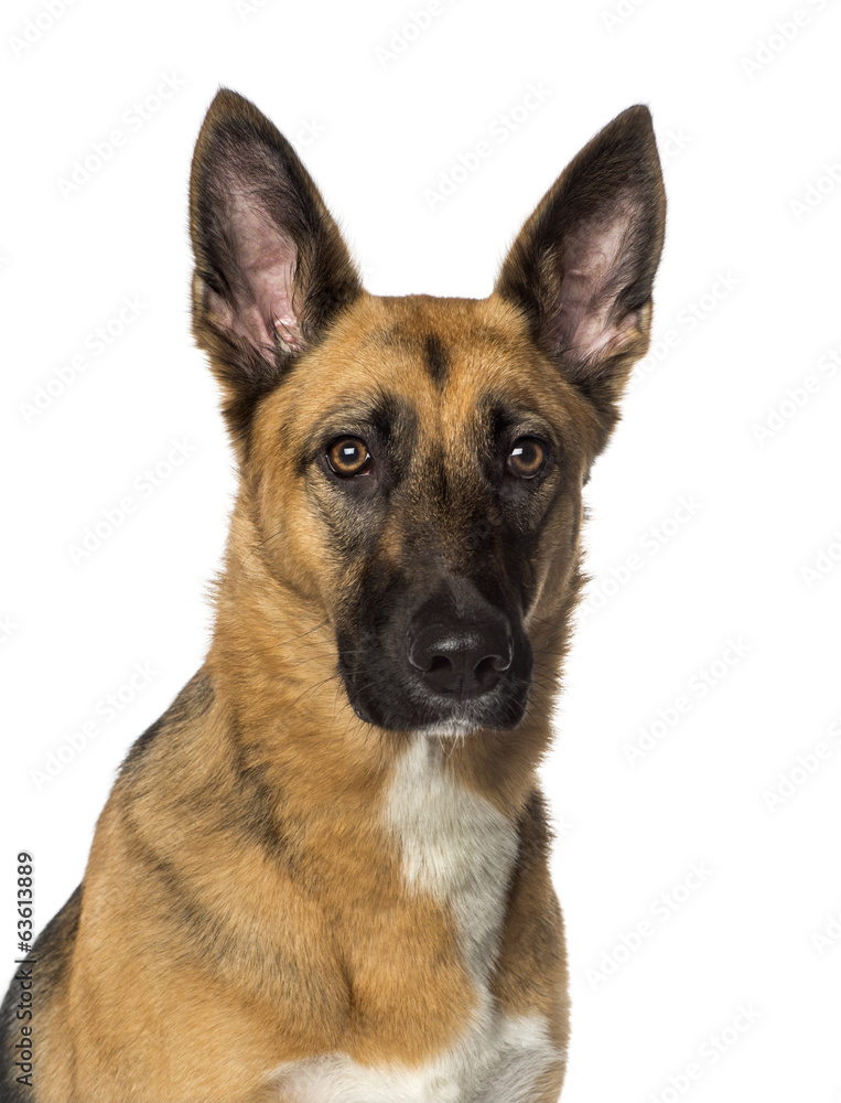 close-up of a German shepherd, isolated on white close-up of a German shepherd, isolated on white
