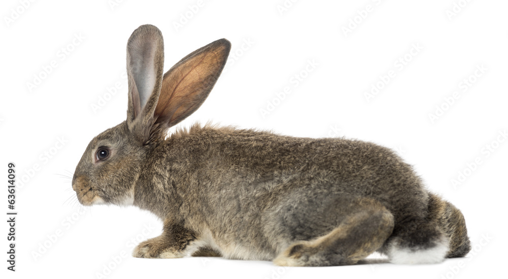 Rabbit, isolated on white Rabbit, isolated on white