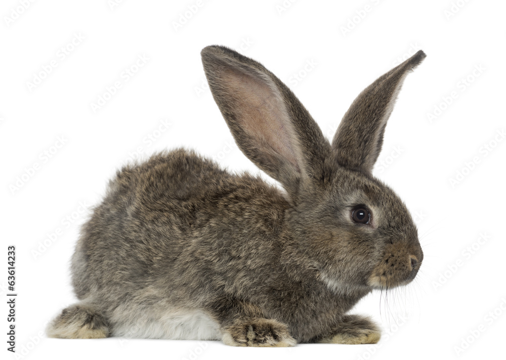 Rabbit, isolated on white Rabbit, isolated on white
