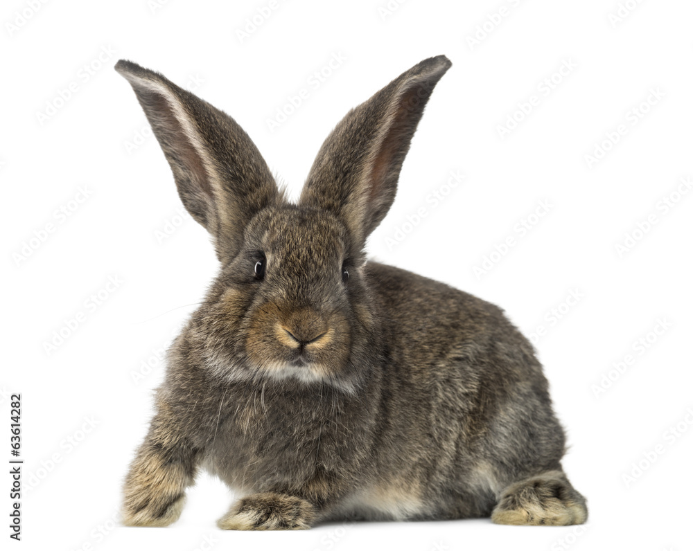 Rabbit, isolated on white Rabbit, isolated on white