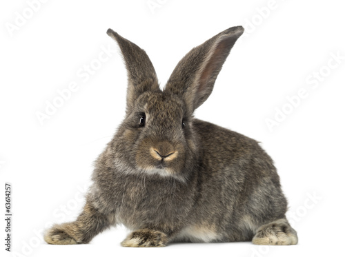 Rabbit, isolated on white © Eric Isselée