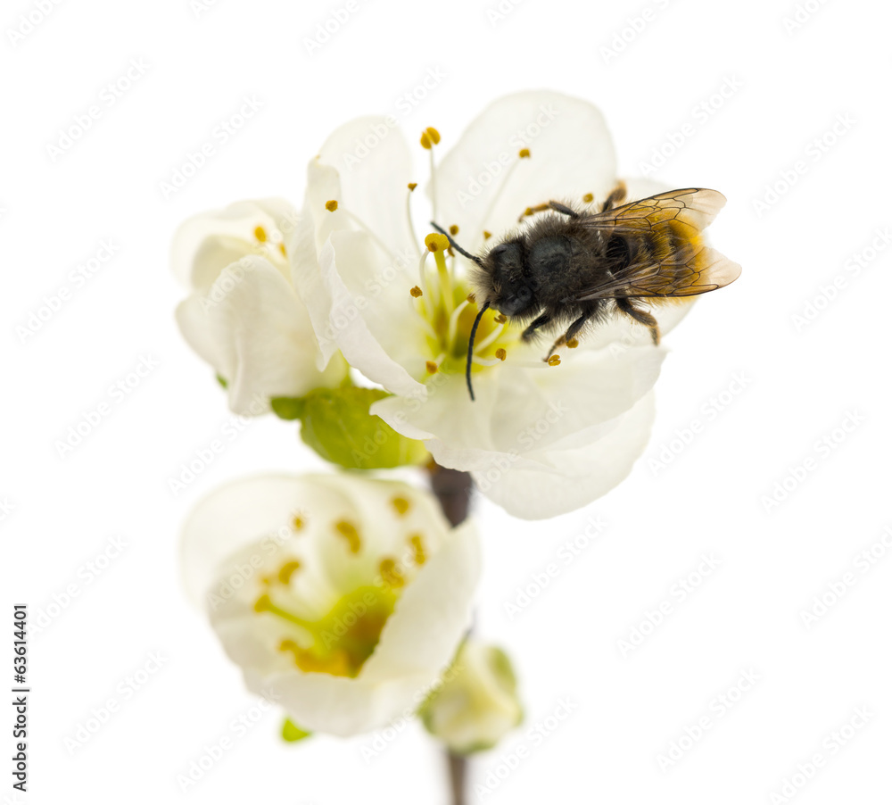 Bee pollinating a flower - Apis mellifera, isolated on white - obrazy, fototapety, plakaty 