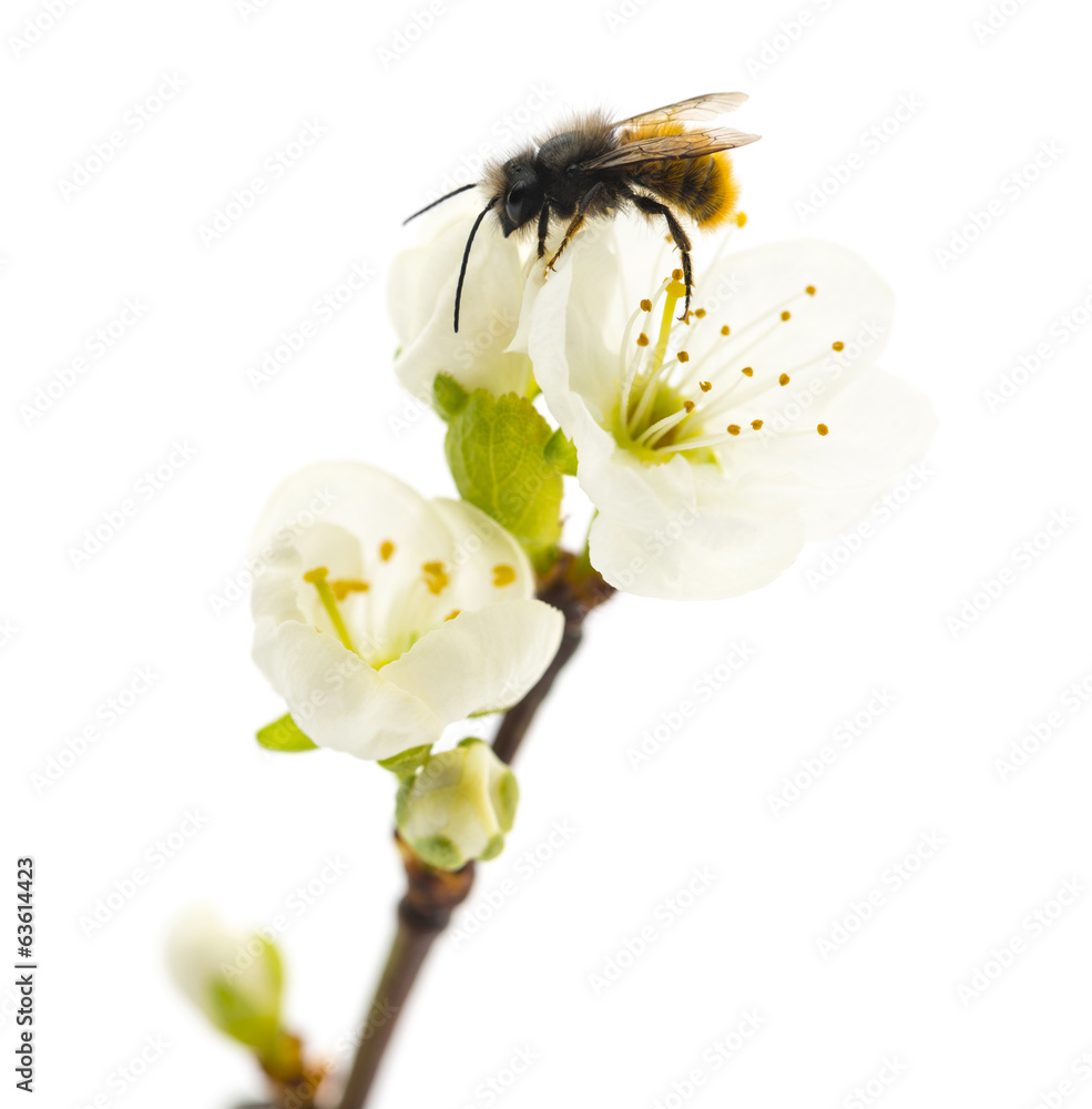 Bee pollinating a flower - Apis mellifera, isolated on white - obrazy, fototapety, plakaty 