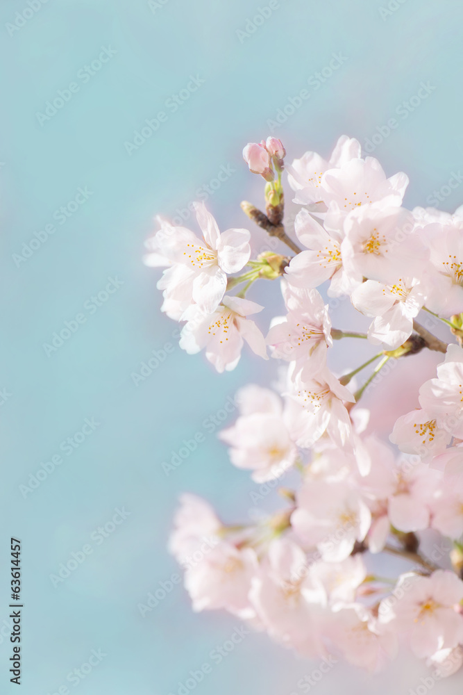 桜 晴天 青空 桜 晴天 青空