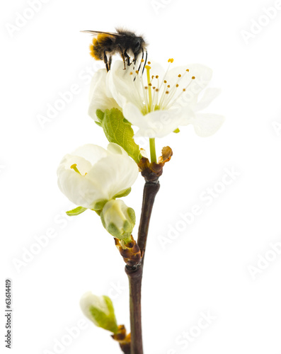 Bee pollinating a flower - Apis mellifera, isolated on white