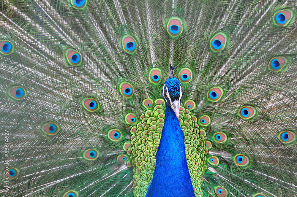 Obraz premium Peacock with feathers out