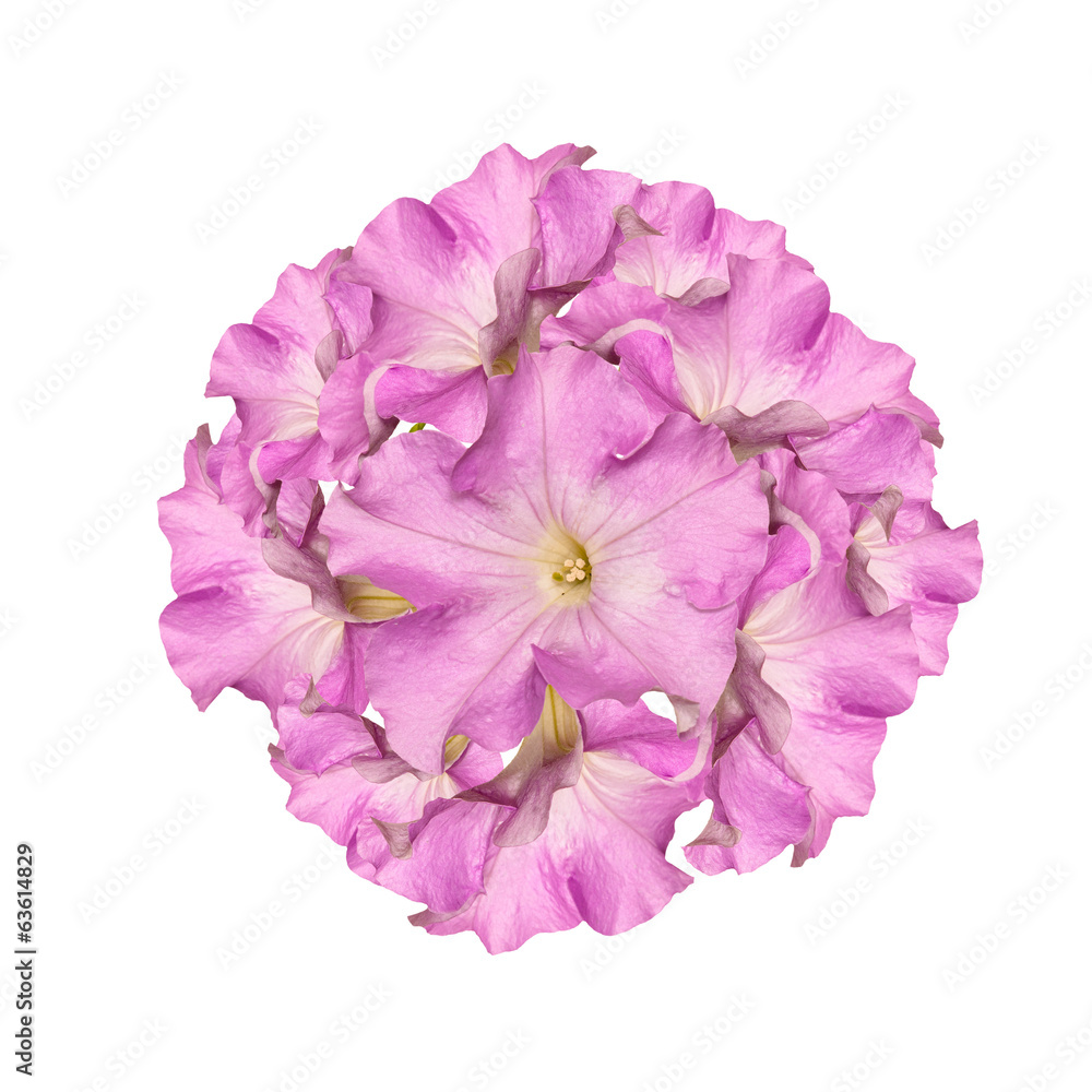 The beautiful abstract bouquet pink flower The beautiful abstract bouquet pink flower