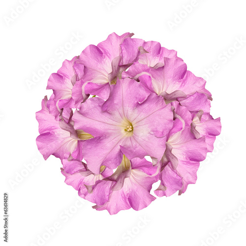 The beautiful abstract bouquet pink flower