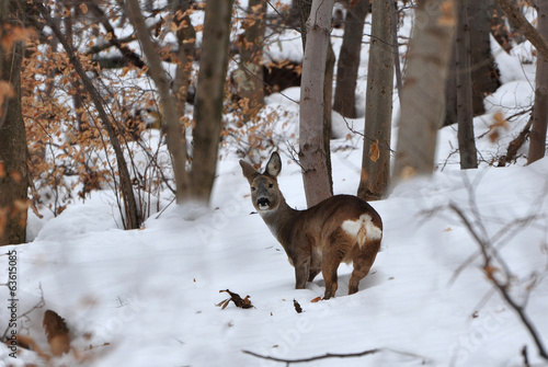 European roe deer, Capreolus capreolus © Cristian Gusa