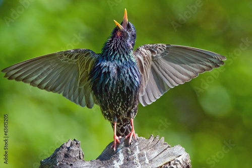 Bilde på lerret Common starling