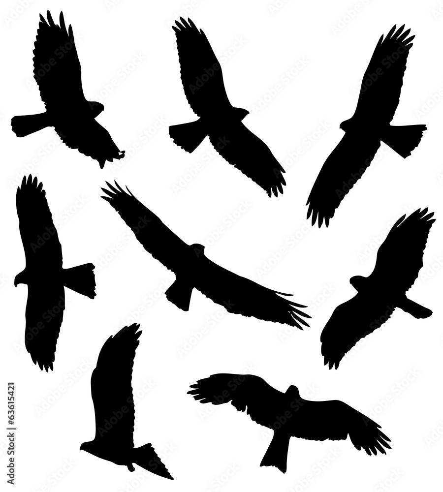 Obraz premium Common Buzzard in flight silhouettes