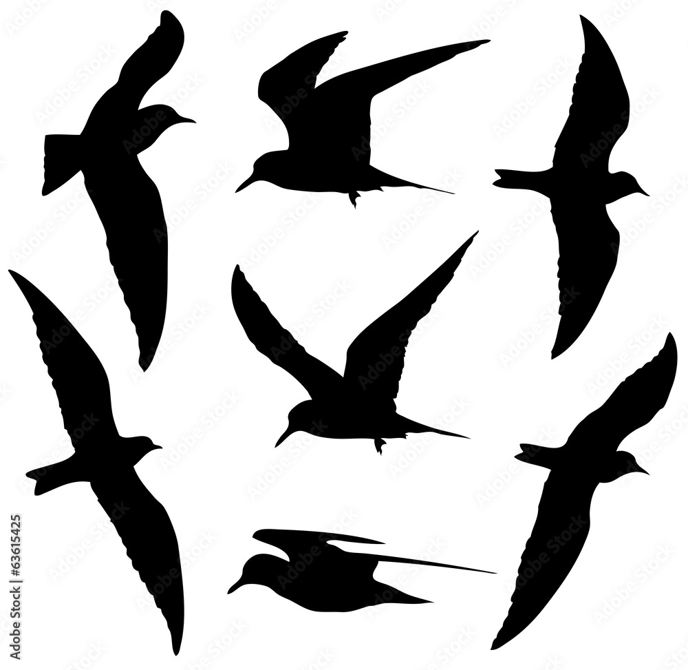 Naklejka premium Common Tern in flight silhouettes