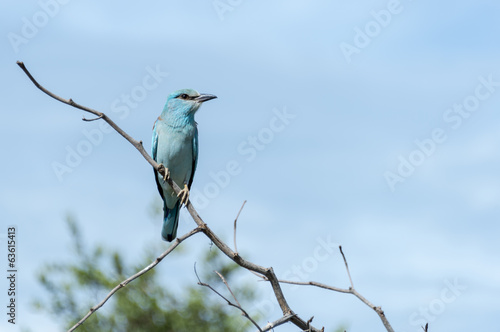 blue european roller in kruger national park