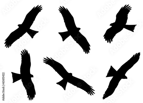 Black Kite in flight silhouettes