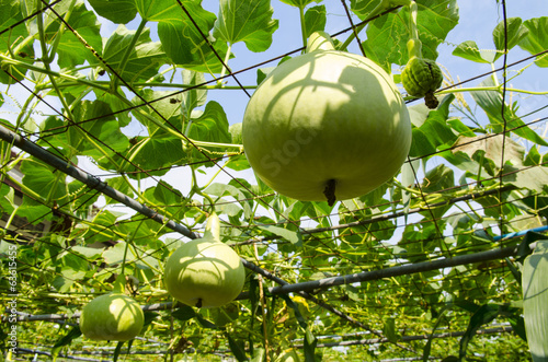 Green vagetables in a farm. photo