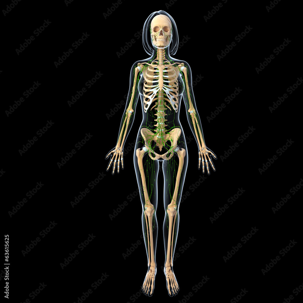 Anatomy of female lymphatic system in black