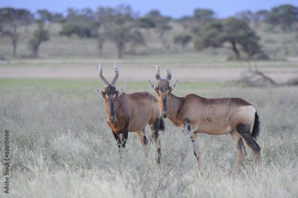 Fototapeta premium Red Hartebeest (Alcelaphus caama), Kgalagadi Transfrontier parrk