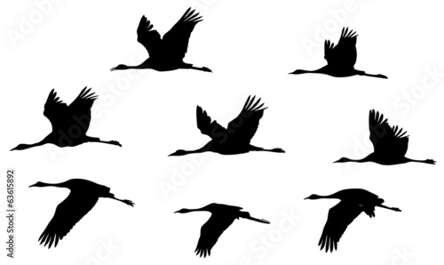 Common Crane in flight silhouettes