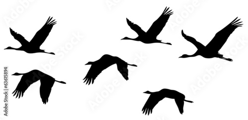 Common Crane in flight silhouettes