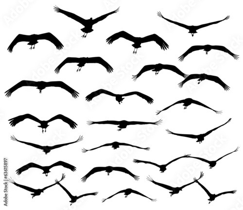 Common Crane in flight silhouettes