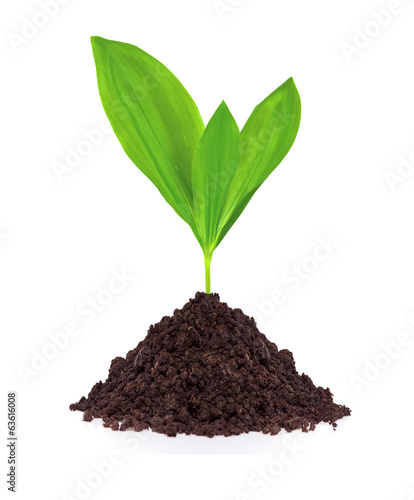 Young plant in ground isolated on white background