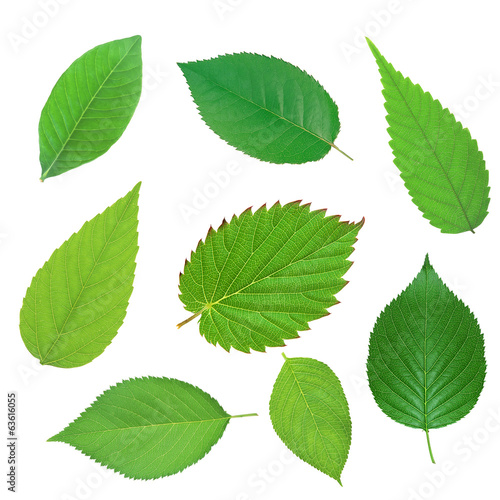 Set of beautiful green spring leaves isolated on white