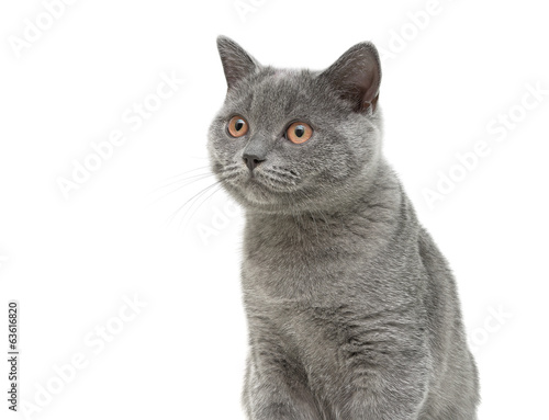 cat close-up on white background