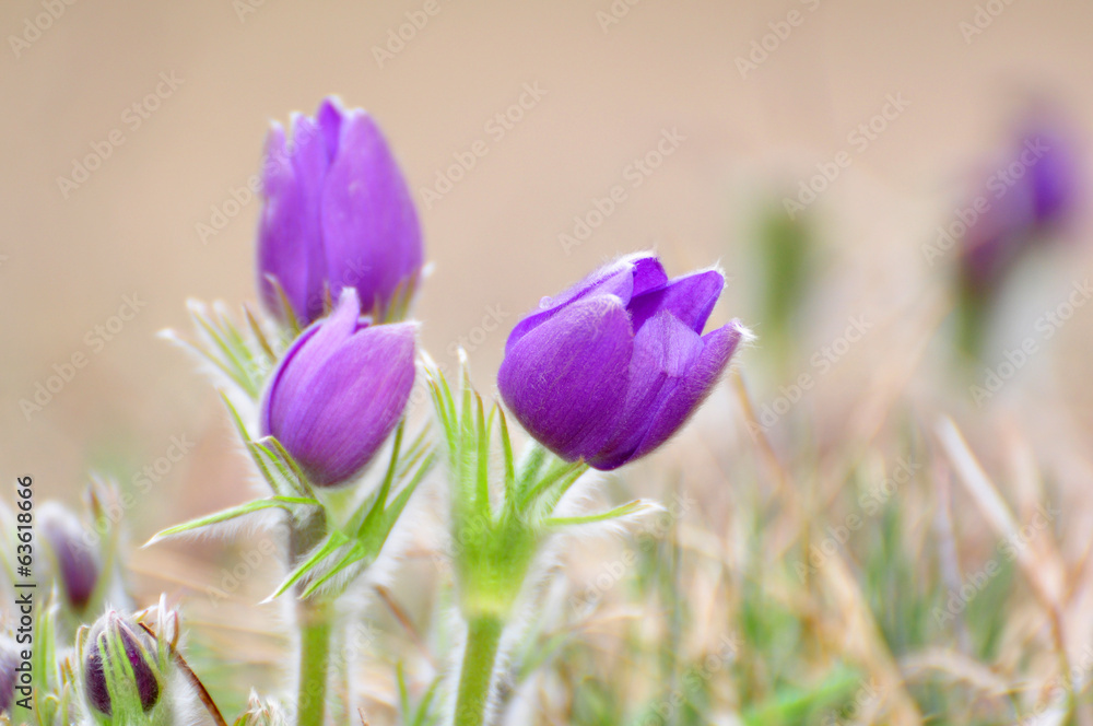 Fototapeta premium Pasque flower, Pulsatilla patens
