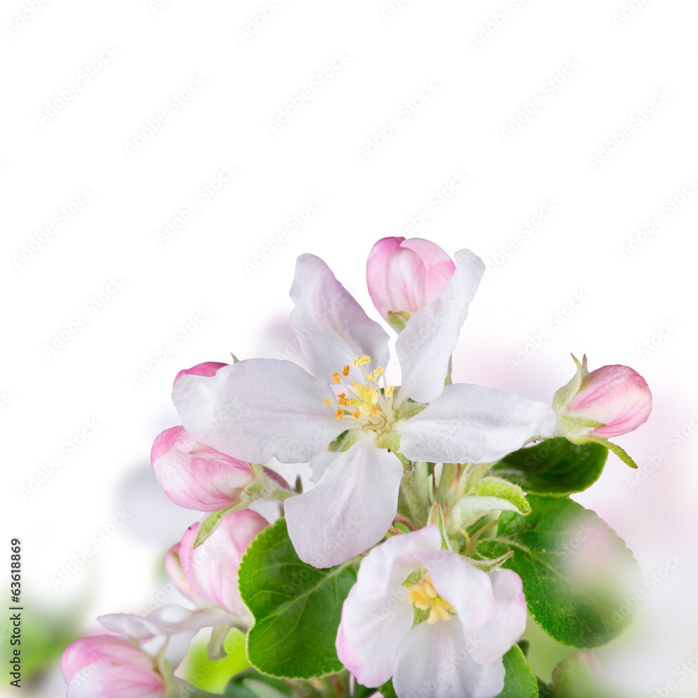Fototapeta premium Spring blossoms background
