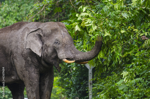 Wild elephants in Thailand Khao Yai National Park  Thailand