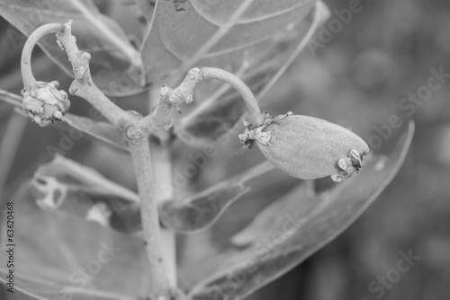 Fruit of Crown Flowers (Calotropis giantea) plant photo