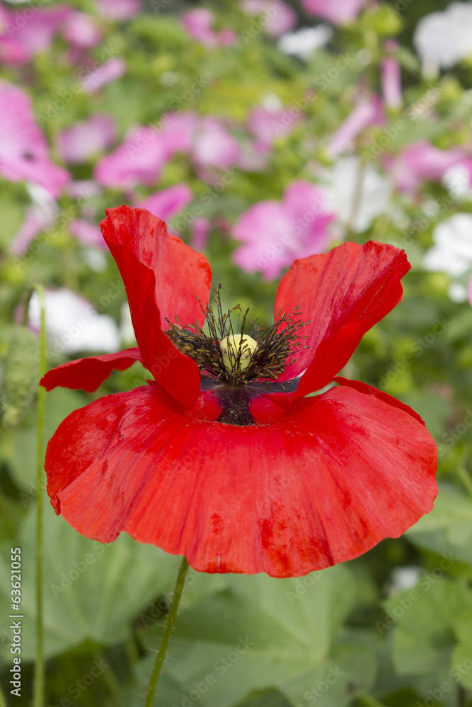 Fototapeta premium coquelicot rouge, fleur, red poppies, flowers