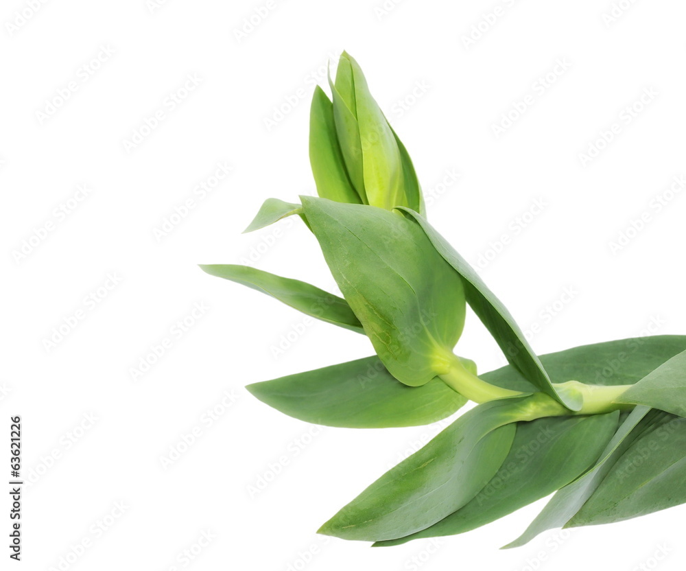 spring green leaves isolated on white background (meadow)