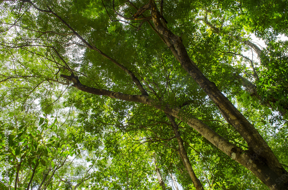 Fototapeta premium the old big tree with branches and green spring leaves
