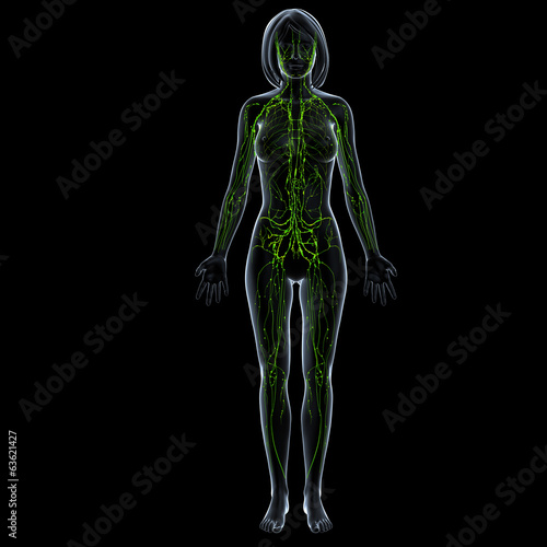 Anatomy of female lymphatic system in black © pankajstock123