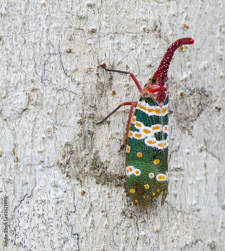 lanternfly, the insect on t...