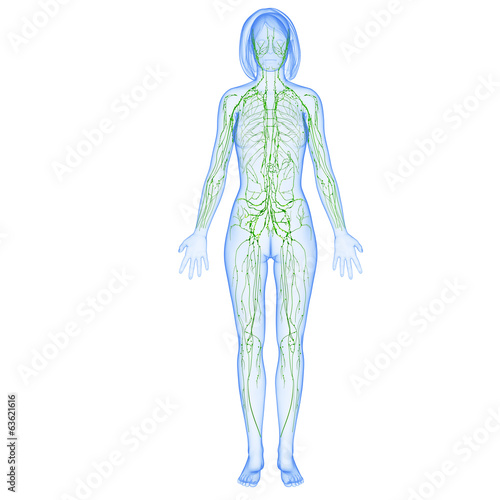 3d Anatomy of  lymphatic system